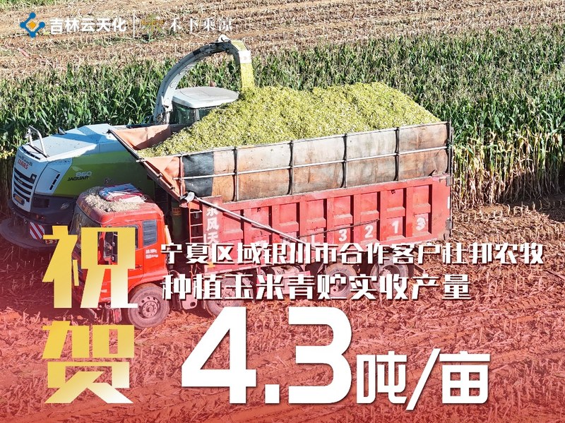 祝贺 宁夏银川 青贮玉米实收 4.3 吨/亩