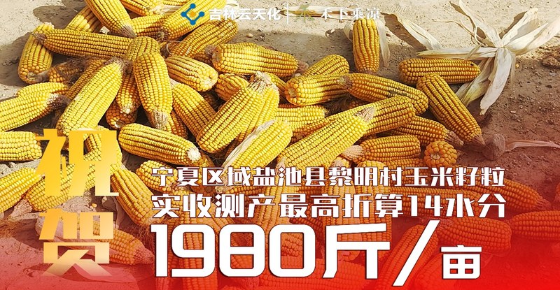 祝贺 盐池黎明村 玉米籽粒实收 1980 斤/亩