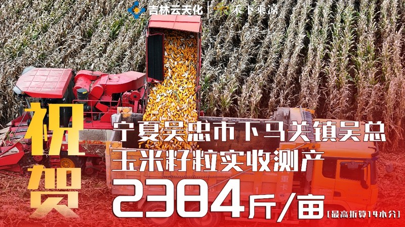 祝贺 同心吴自军 玉米籽粒实收 2384 斤/亩
