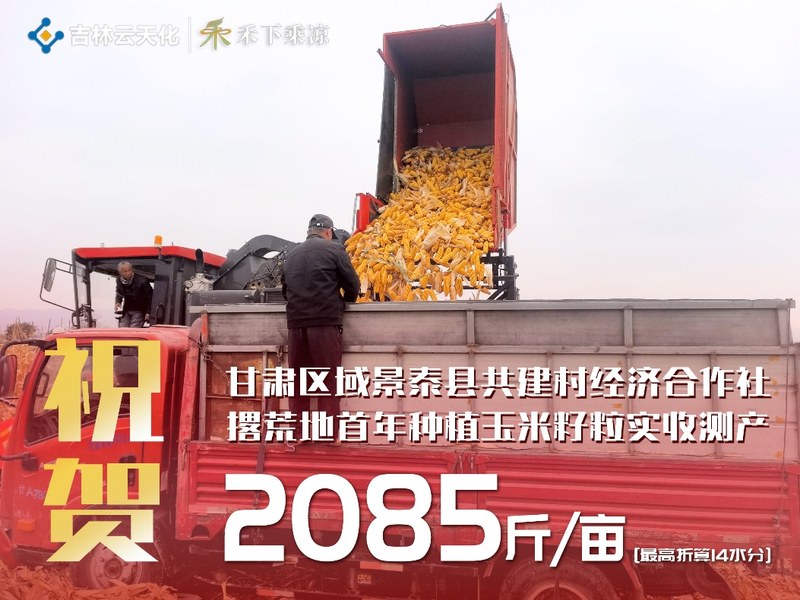 祝贺 景泰共建村合作社 撂荒地首年实收 2085 斤/亩