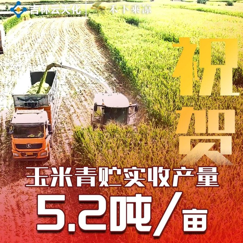 祝贺 古浪大靖 青贮实收 5.2 吨/亩