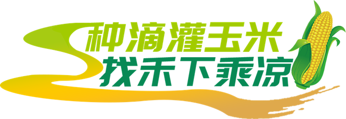 种滴灌玉米 找禾下乘凉